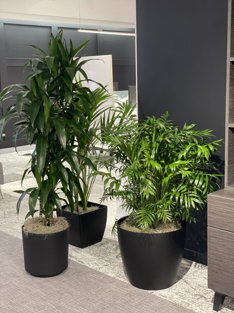 A collection of plants at the Global Furniture Showroom at NeoCon