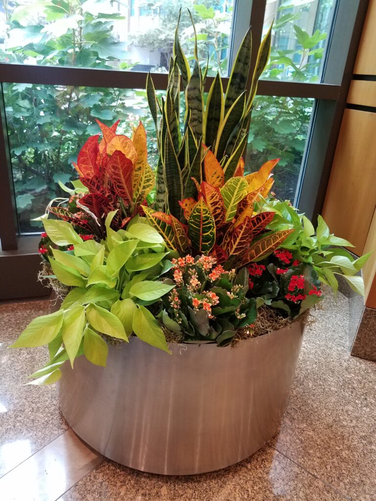 Plant in a container with blooming plants in between