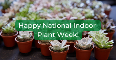 Happy National Indoor Plant Week!