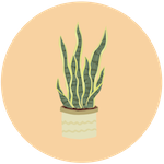Small potted sanseivaria icon