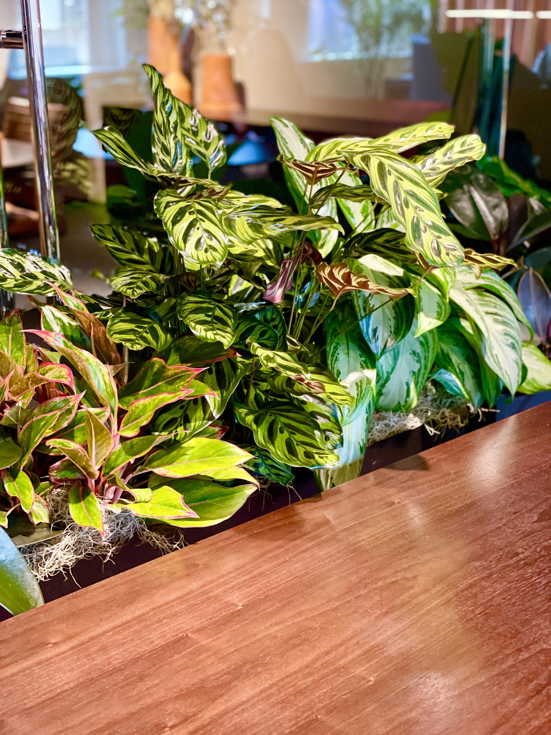 Calatheas and Aglaonemas arranged in a long container in an office