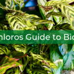 In the background is a long container of plants including calatheas and aglaonemas. In the foreground is the title of the blog post, "The Khloros Guide to Biophilia"