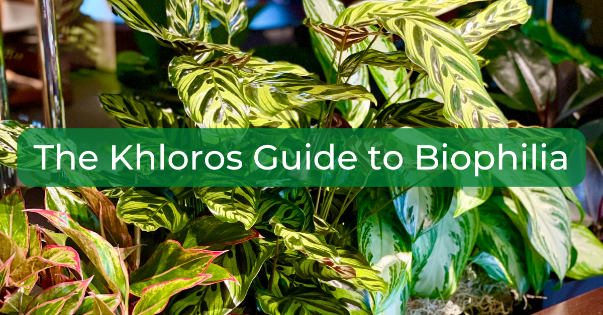 In the background is a long container of plants including calatheas and aglaonemas. In the foreground is the title of the blog post, "The Khloros Guide to Biophilia"