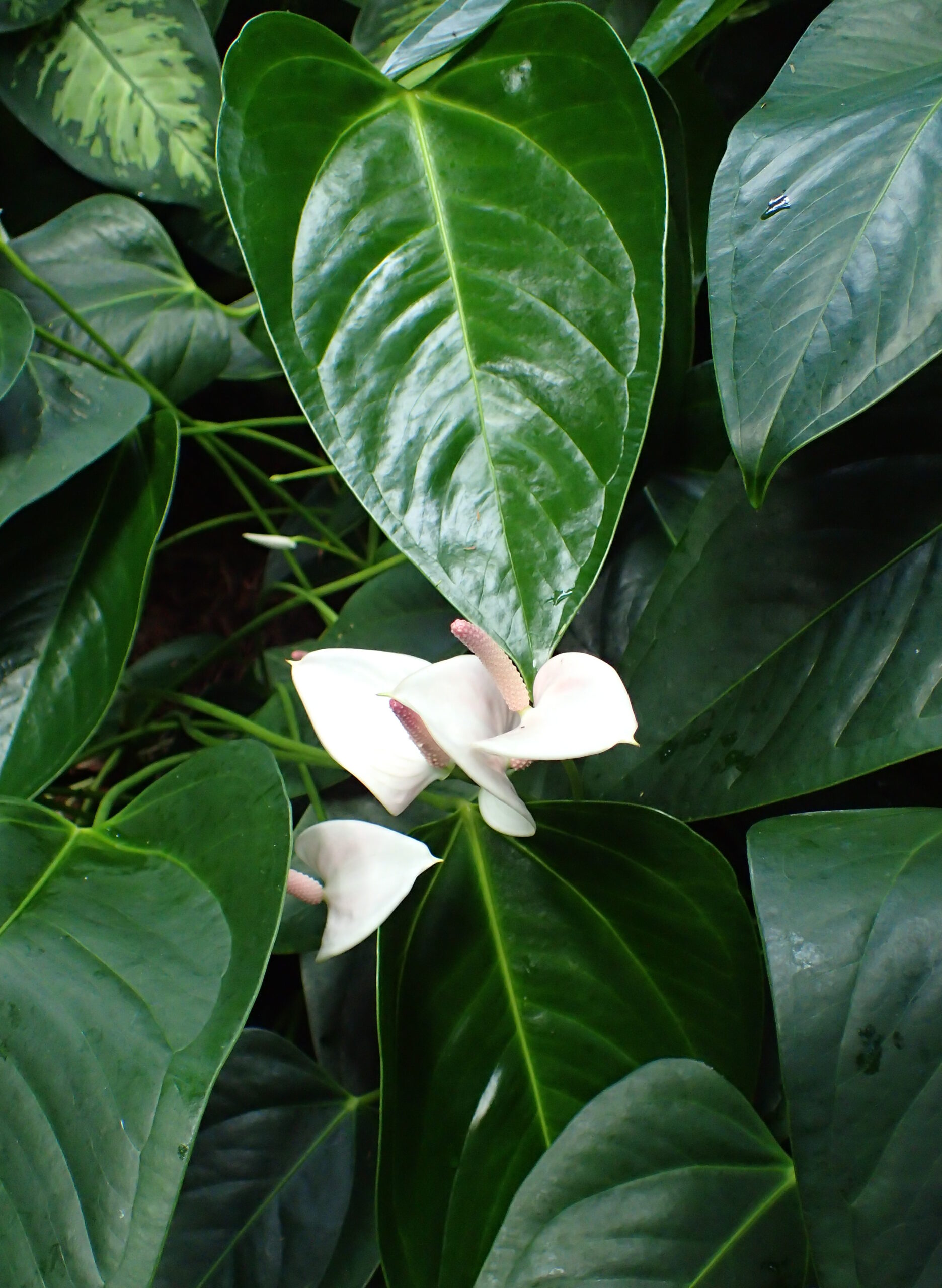 Leaves and a flower of an Anthurium Lady Jane