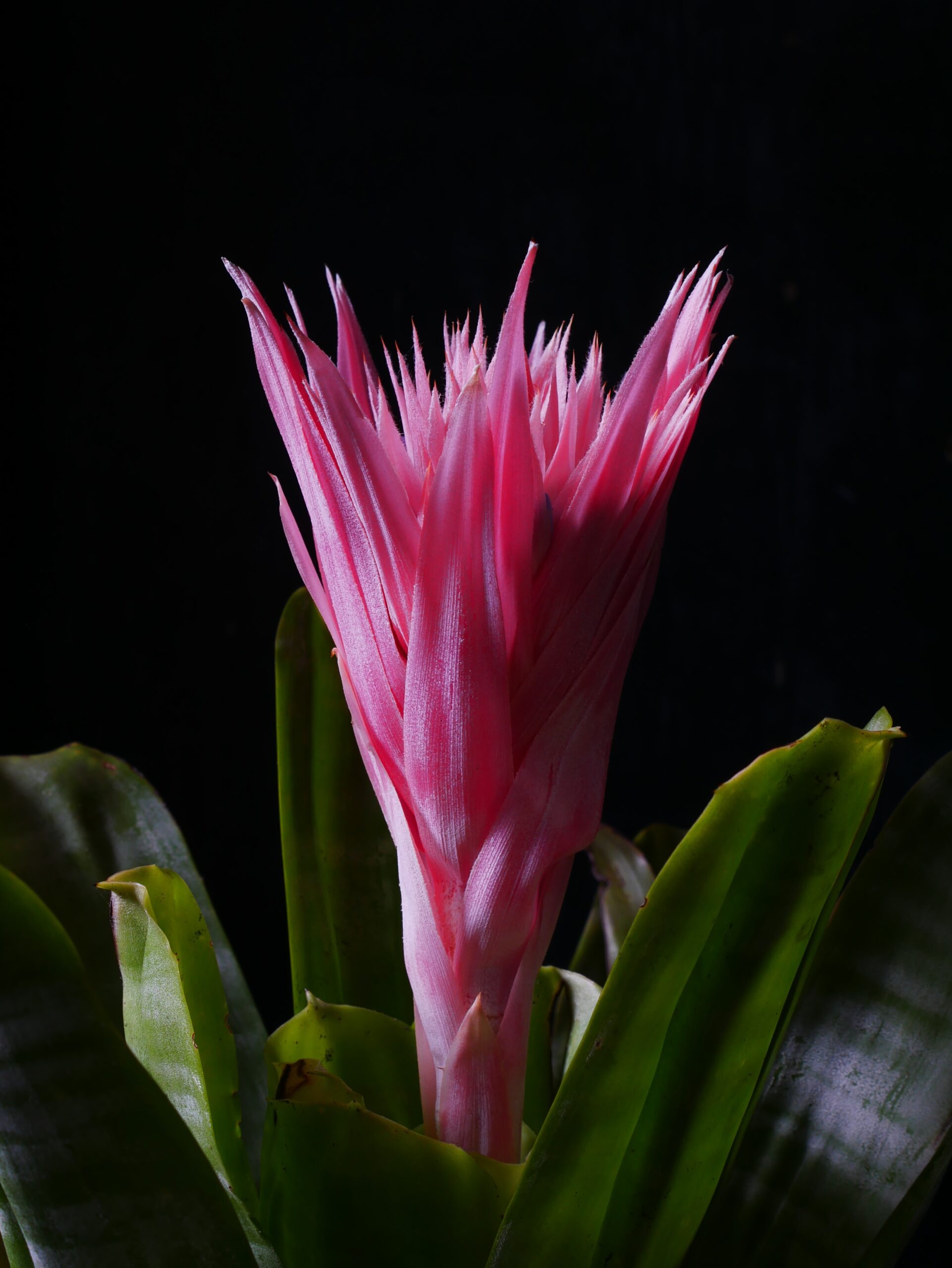 A closeup of a Bromeliad Neoregelia
