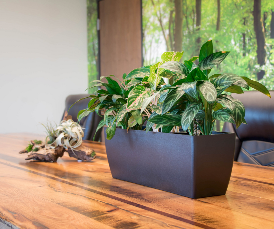An image of a rectangular container on a wooden table. The container is filled with plants