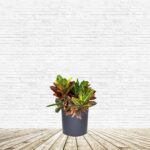 Croton indoor plant on pot