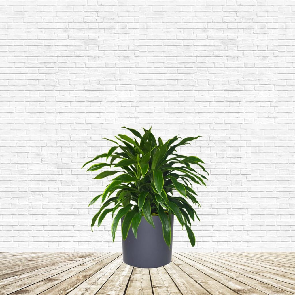 dracaena-art-khloros-plants