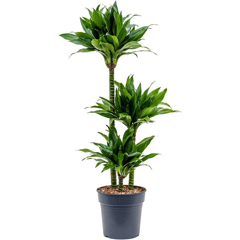 An image of a Dracaena Green Jewel in a grow pot