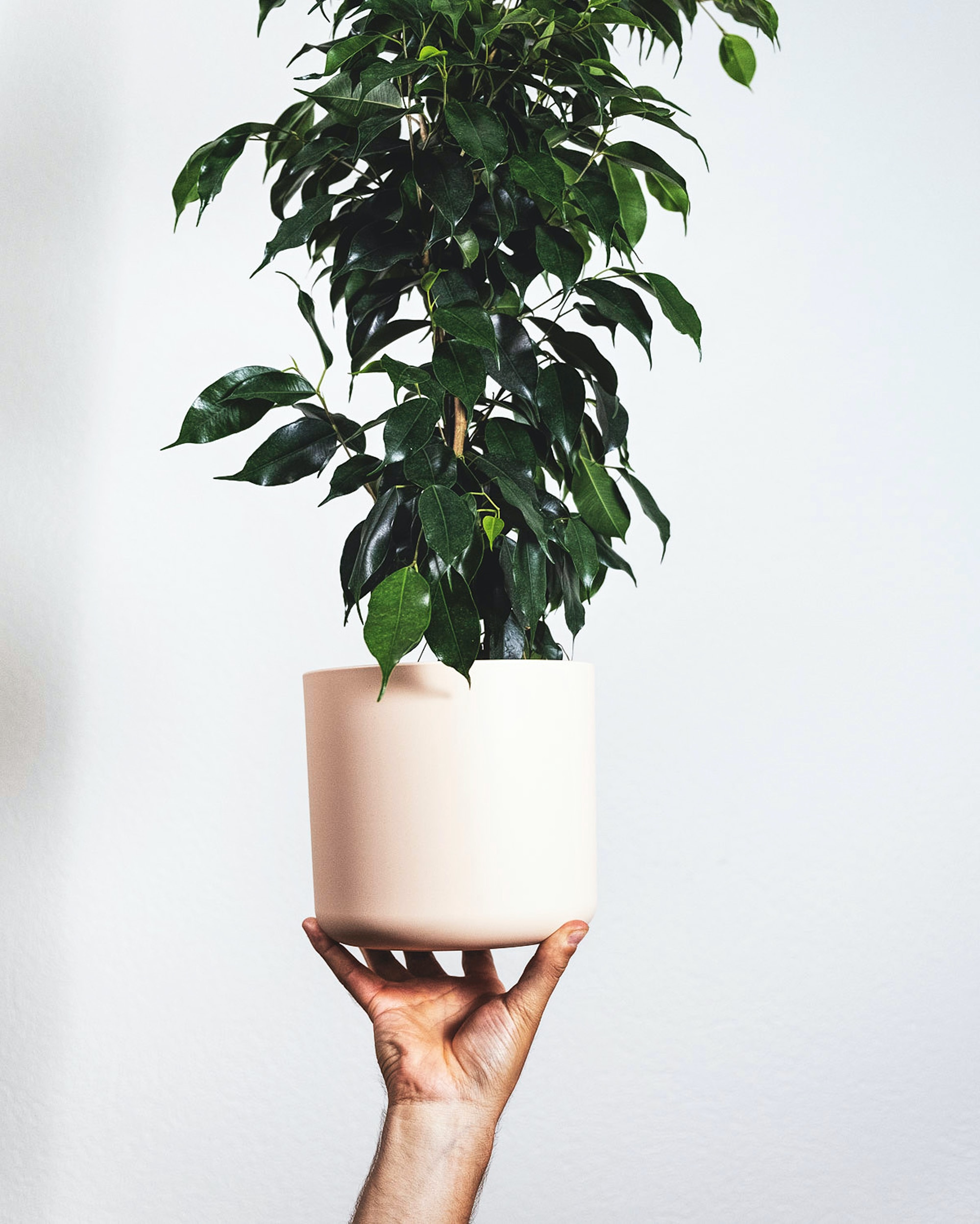 An image of a small Ficus benjamina in a pot being held by a hand.