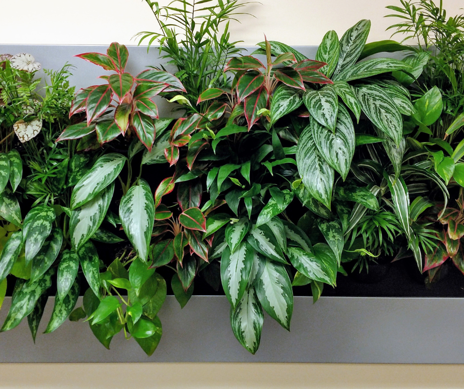 A wall of plants in a wall-mounted living wall