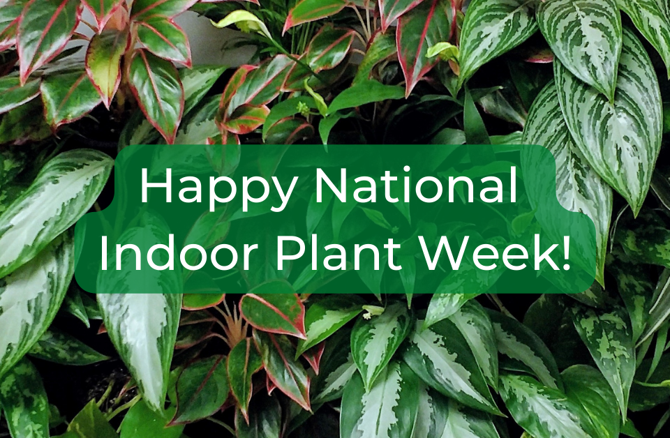 An image of plants in a plant wall behind text that reads "Happy National Indoor Plant Week"