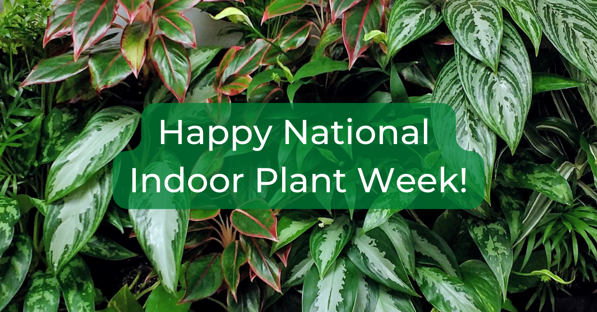 An image of plants in a plant wall behind text that reads "Happy National Indoor Plant Week"