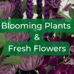 A close up of a fresh flower arrangement with the text "Blooming Plants & Fresh Flowers" in the foreground