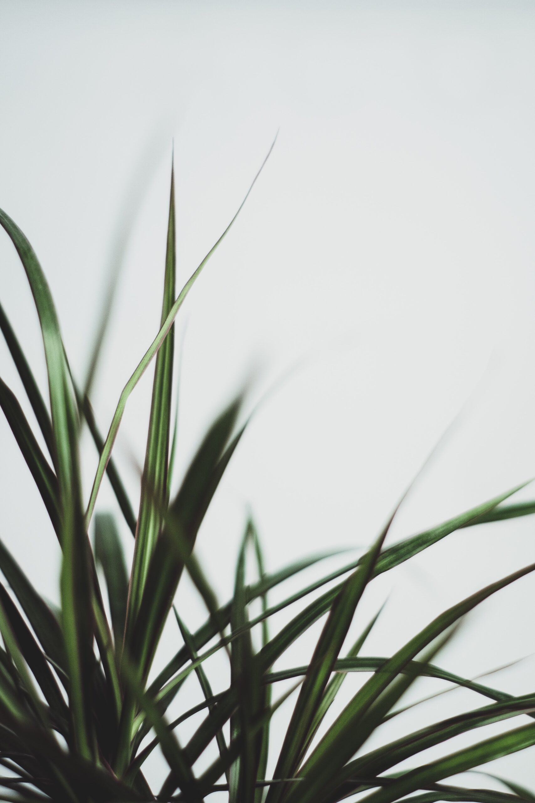 Dracaena marginata – Khloros Plants