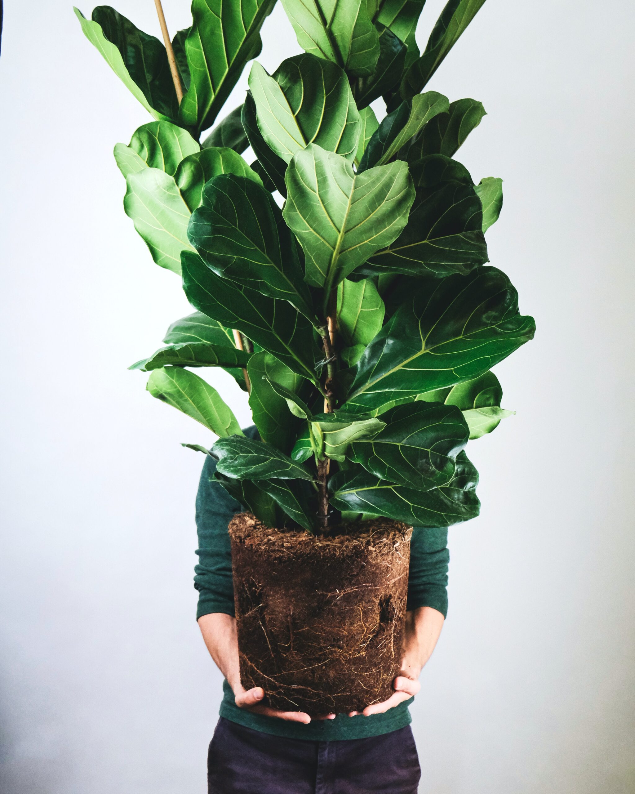 Ficus lyrata – Khloros Plants
