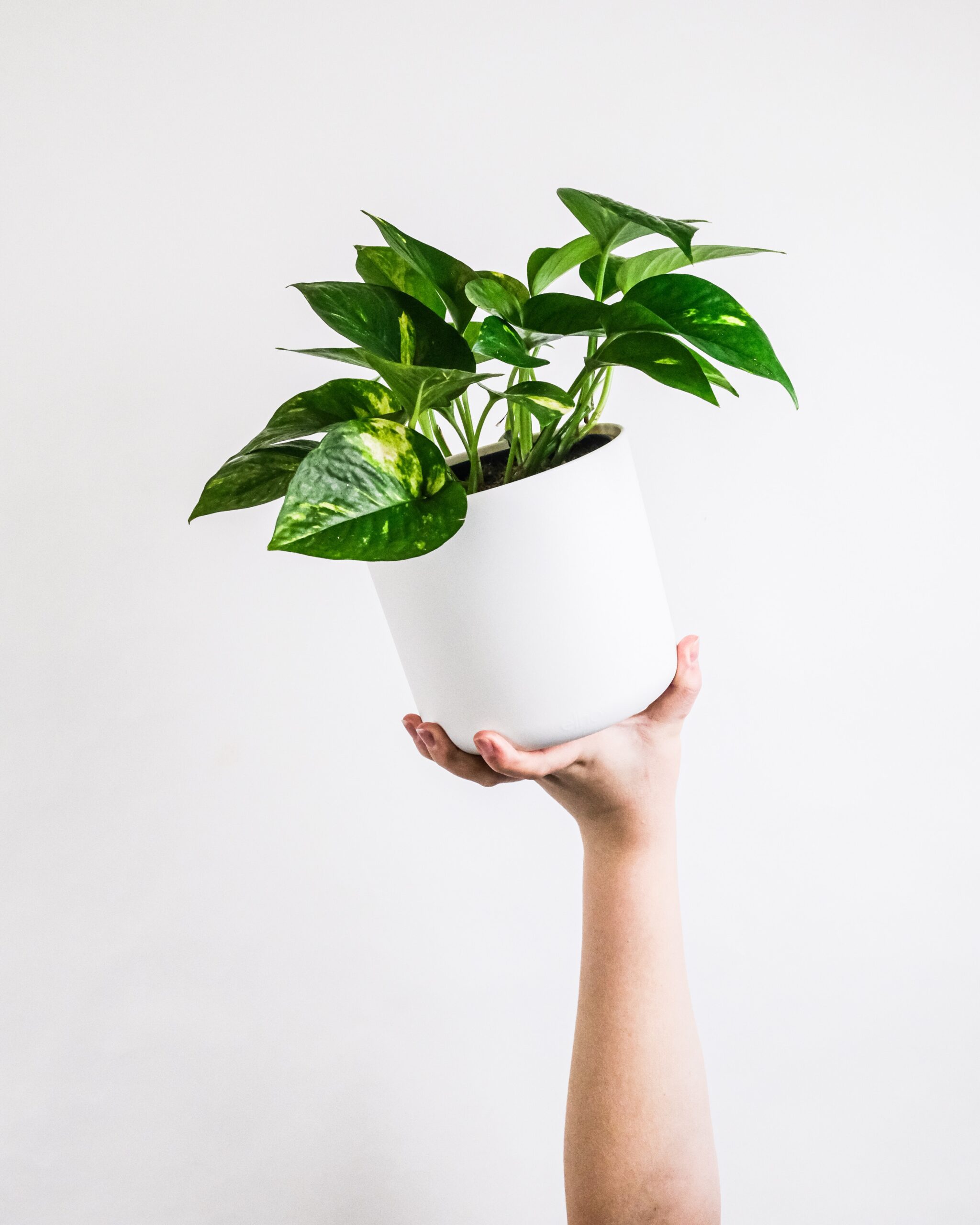 Jade Pothos – Khloros Plants