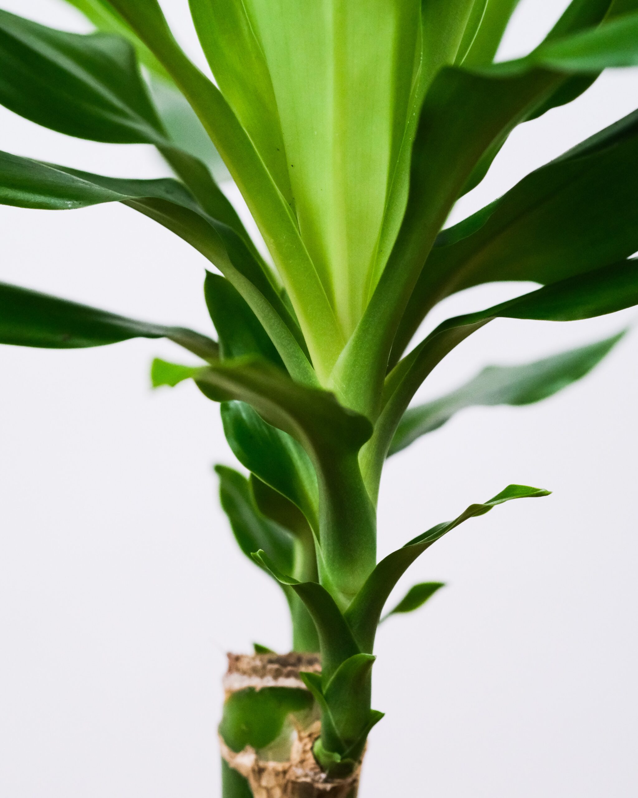 Mass Cane Plant – Khloros Plants