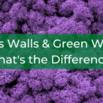 Moss Walls & Green Walls: What's the Difference?
