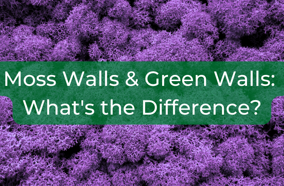Moss Walls & Green Walls: What's the Difference?