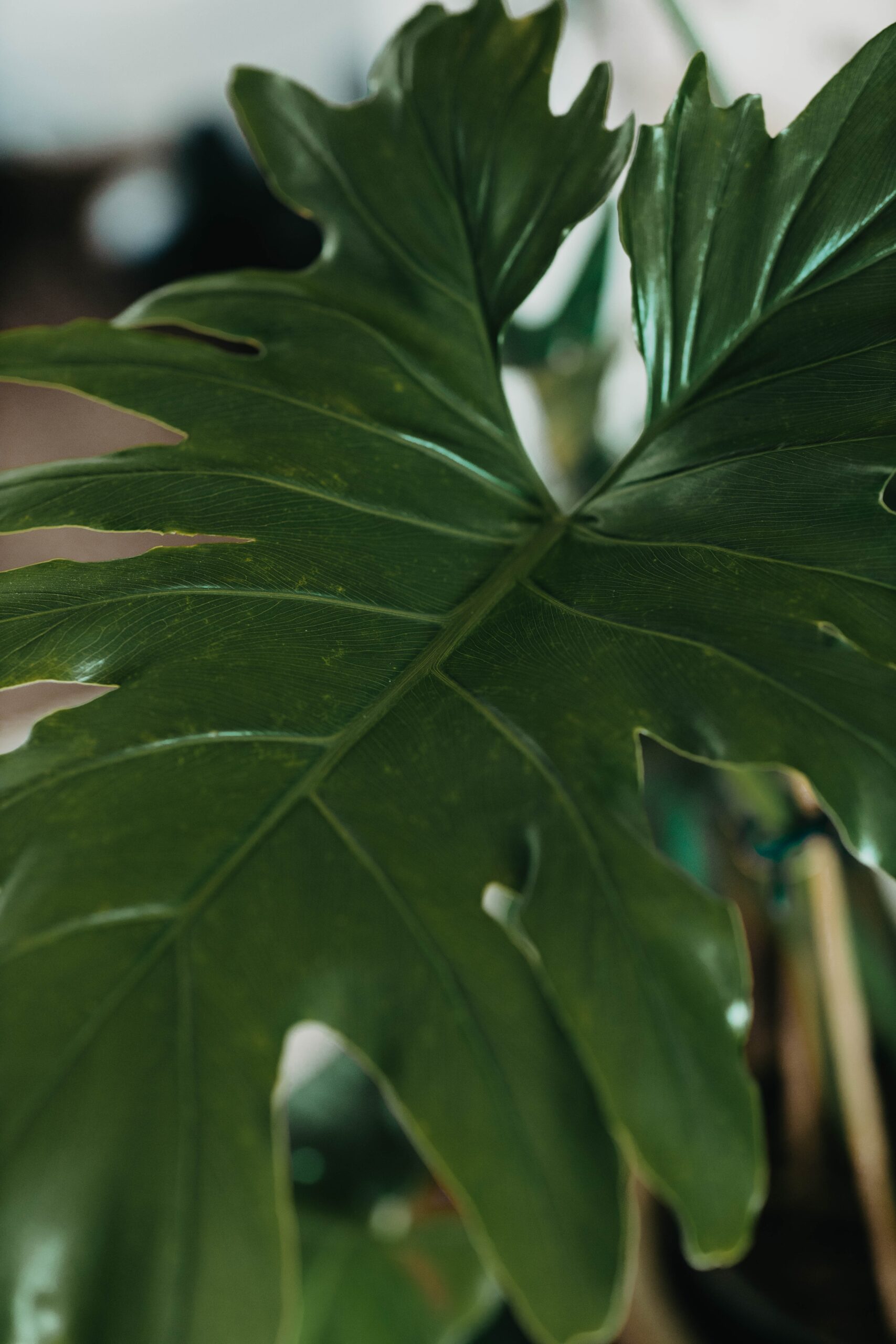 Philodendron Selloum Hope – Khloros Plants