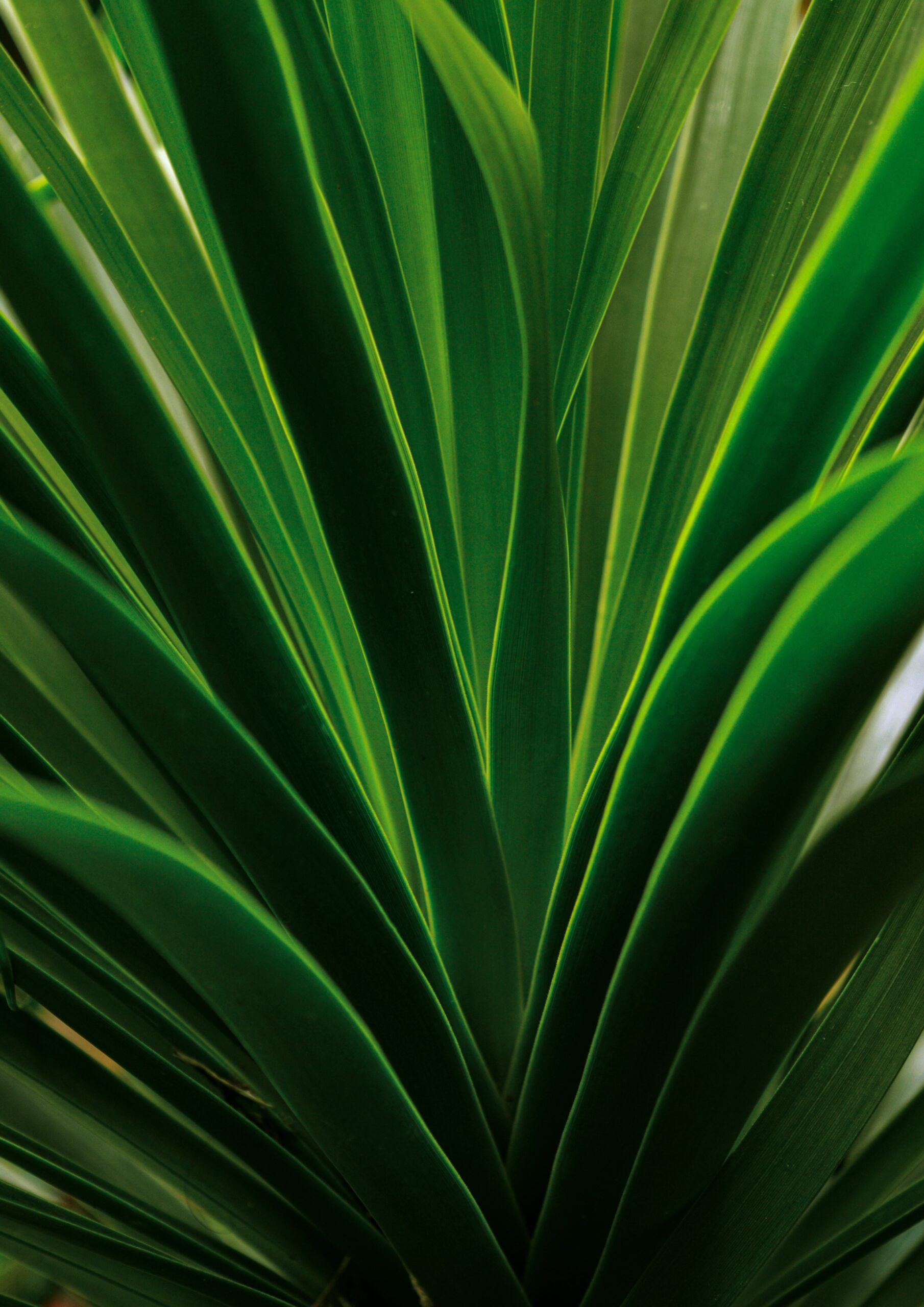 Ponytail Palm – Khloros Plants