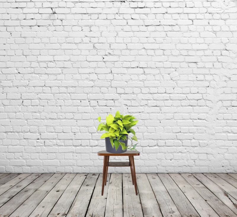 Neon Pothos