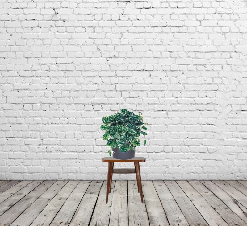 Silver Satin Pothos