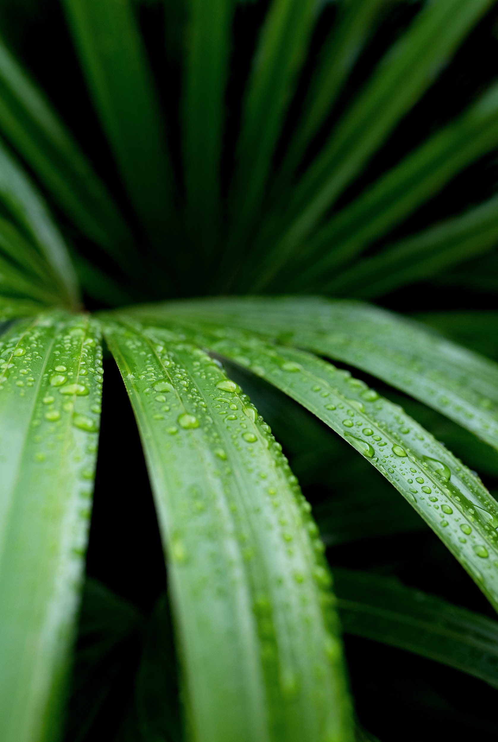 Rhapis Palm – Khloros Plants