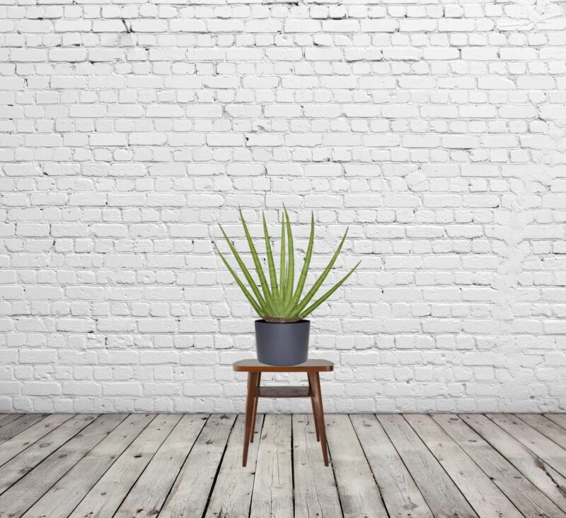 Sansevieria cylindrica