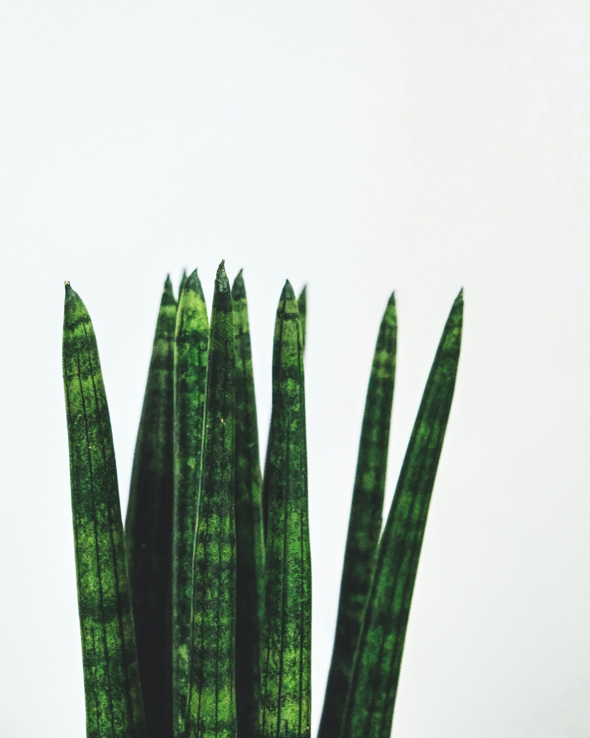 Sansevieria cylindrica – Khloros Plants