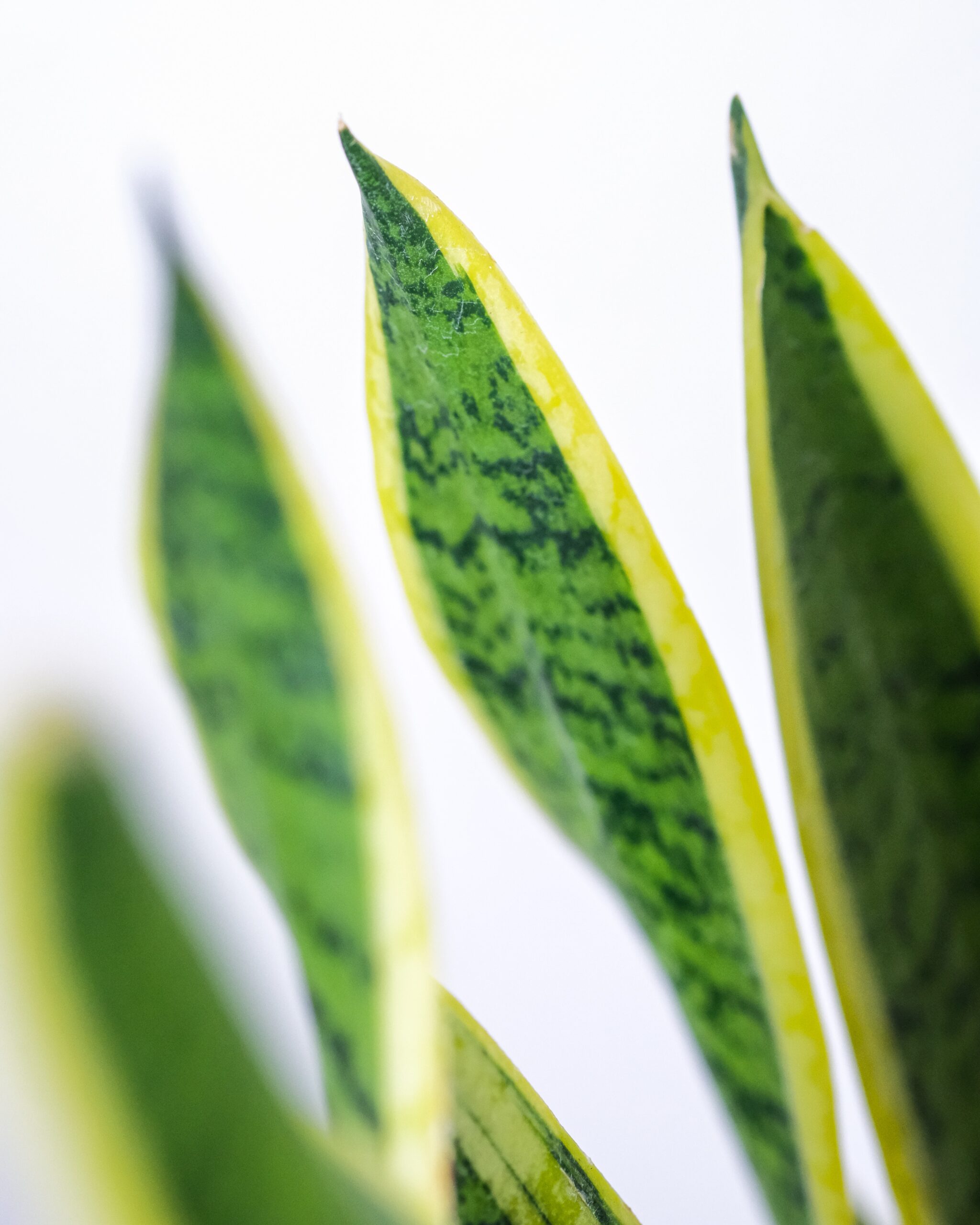 Sansevieria laurentii – Khloros Plants