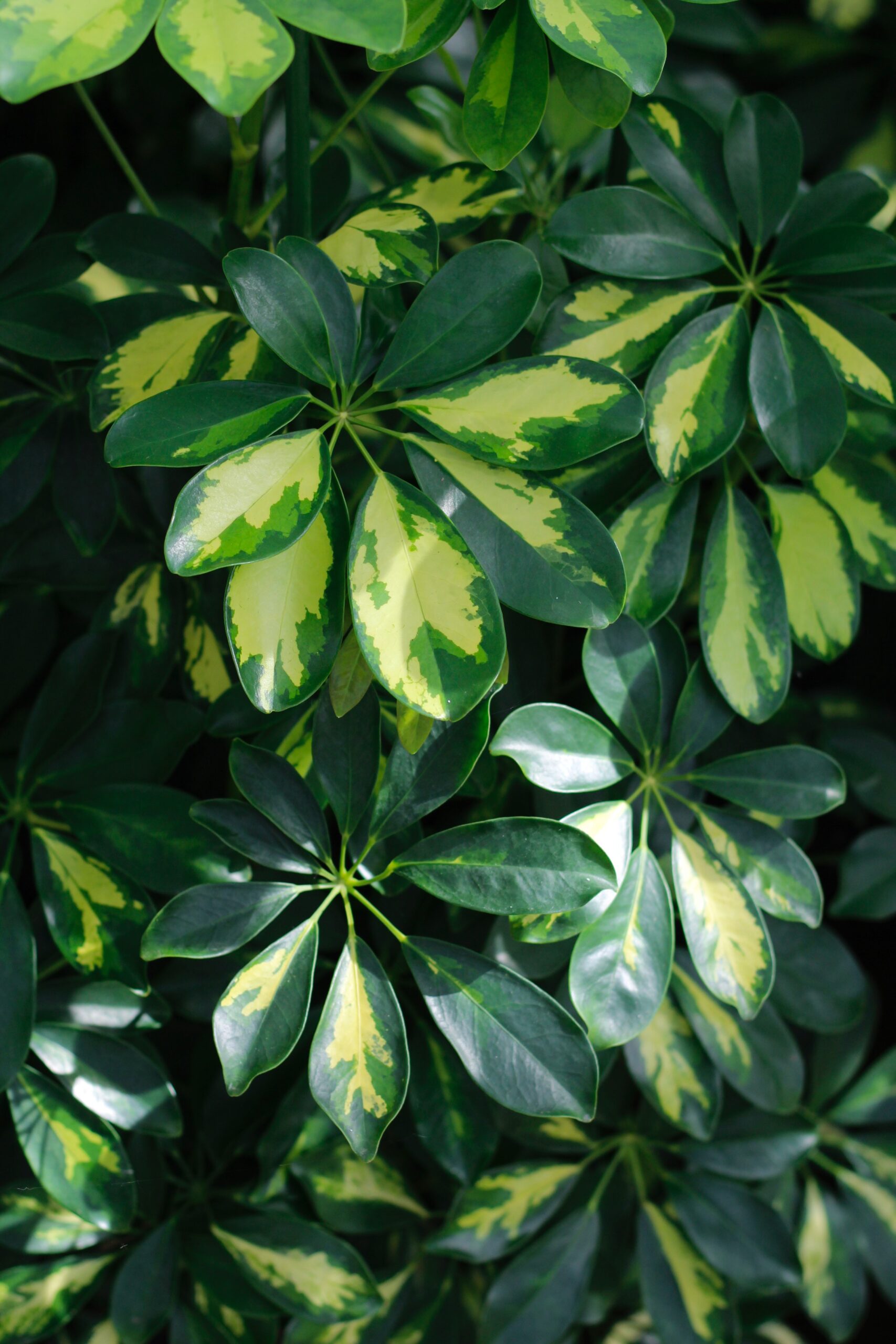 Schefflera Arboricola – Khloros Plants