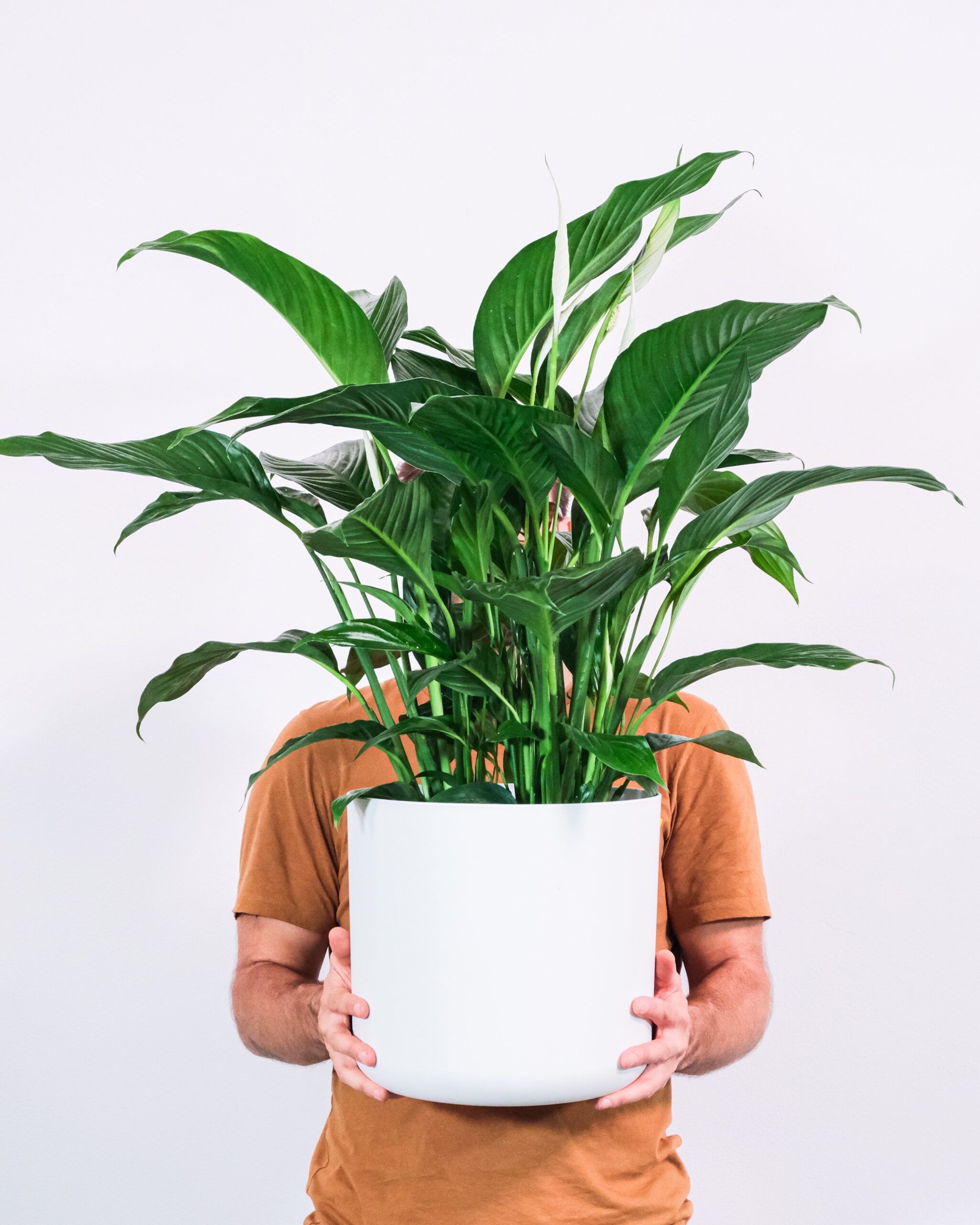 A person holding a Spathiphyllum in a white pot.
