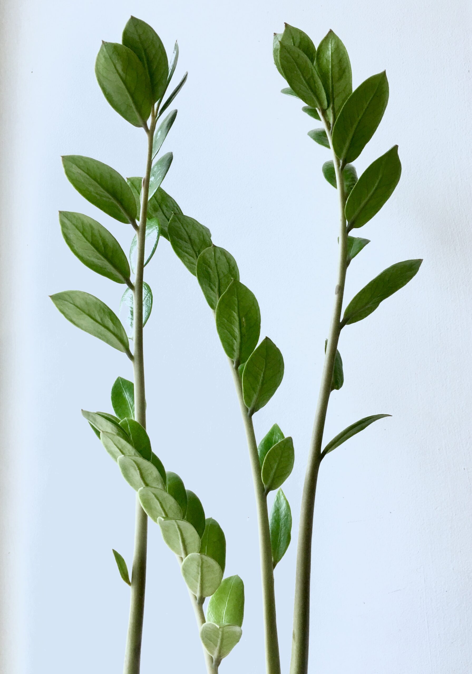 A closeup of a Zamioculcas zamiifolia plant